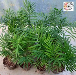 تصویر پک ۲۰ عددی نخل شامادورا 