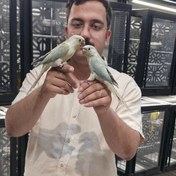 تصویر طوطی گرینچیک مینت 