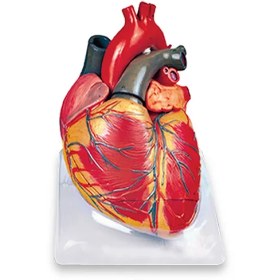 تصویر مولاژ قلب 3 برابر اندازه طبیعی 