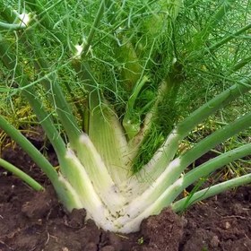 تصویر بذر رازیانه 20 گرم 