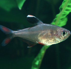 تصویر ماهی تترا وایت فین White Fin Ornate Tetra 