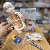 تصویر آناتومی اعضای بدن 