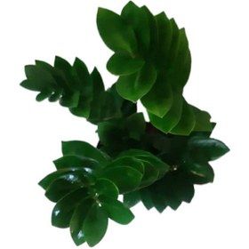 تصویر گیاه طبیعی زاموفیلیا مدل 12 