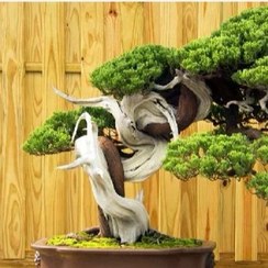 تصویر بذر درخت بونسای کاج ژاپنی 4 عددی 