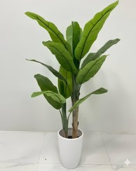 تصویر درخت موز 2 تنه با پوست طبیعی موز 