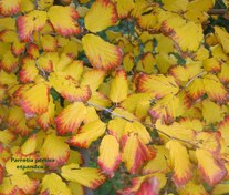 تصویر بذر درخت انجیلی Parrotia persica 