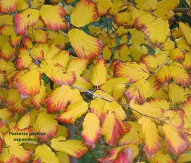 تصویر بذر درخت انجیلی Parrotia persica 