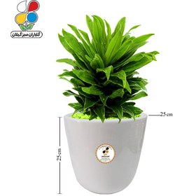 تصویر گیاه طبیعی دراسنا کامپکت بزرگ مدل GN12-17L 