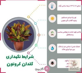 تصویر گیاه کروتون | کد: ZNB-FGK 