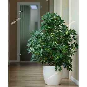 تصویر گیاه شفلرا مدل SH-015 