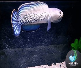 تصویر ماهی چانا استیوارتی 6-8 سانتی متر 
