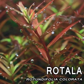 تصویر روتالا روتوندیفولیا رنگی / Rotala rotundifolia Colorata 