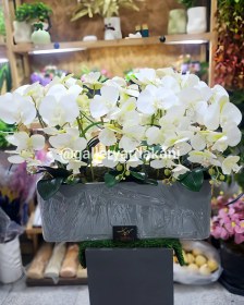 تصویر باکس گل ارکیده 