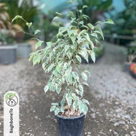 تصویر بنجامین 