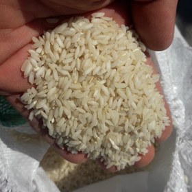تصویر برنج چمپای محلی شهرستان باغملک ، خوزستان 