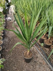 تصویر محصول: یوکا 