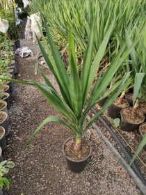 تصویر محصول: یوکا 