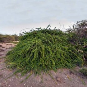 تصویر بذر درخت کهور ایرانی 