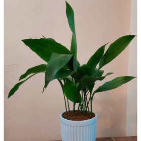 تصویر برگ عبایی 