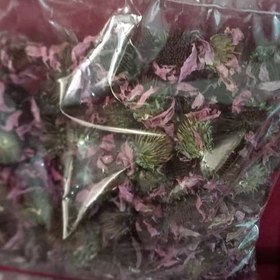 تصویر اکیناسه خشک 