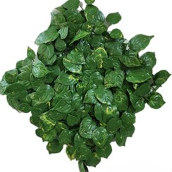 تصویر گرینوال برگ پتوس50*50(هرعدد)حداقل سفارش 4 عدد 