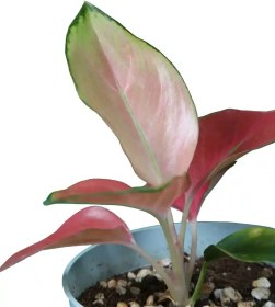 تصویر آگلونما مراپی 