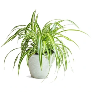 تصویر فروشگاه هوم گل