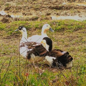 تصویر اردک محلی تازه و خوش خوراک 