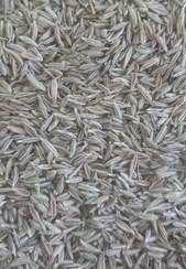 تصویر زیره سبز اعلا 