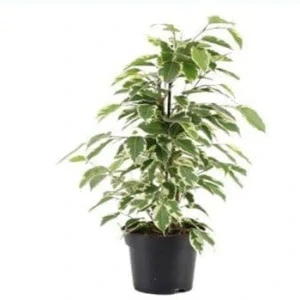 تصویر فروشگاه گلخانه فردوس