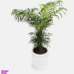 تصویر گیاه طبیعی نخل شامادورا کد 0011 