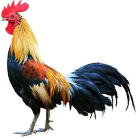 تصویر خروس محلی زنده 