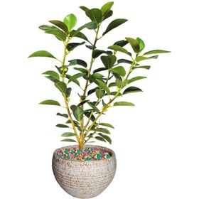 تصویر گیاه طبیعی فیکوس جنگلی 