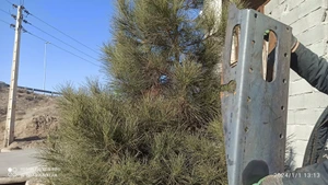 تصویر فروشگاه تریلی سازی