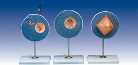 تصویر مولاژ میوز 