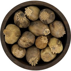 تصویر غوزه خشخاش 