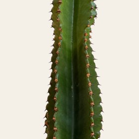 تصویر کاکتوس افوربیا 