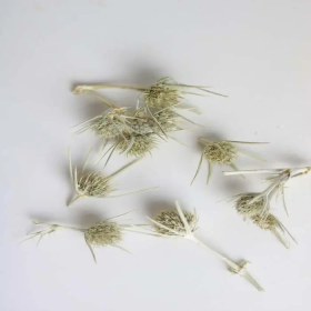 تصویر بوقناق خشک 