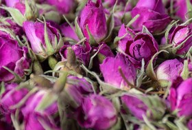 تصویر غنچه محمدی 