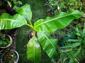 تصویر درخت موز طبیعی 