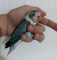 تصویر طوطی برزیلی 