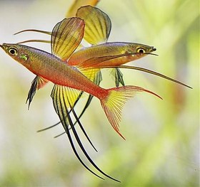 تصویر ماهی رمبو باله ریسمانی 