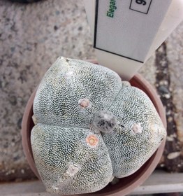 تصویر بذر کاکتوس آستروفیتوم 3 پر میروستیگما چروک ژاپن ELG.9358 - بسته 10 عددی Astrophytum myrio. tricostatum Fukuryu .F1 – Japan Sankaku ELG.9358