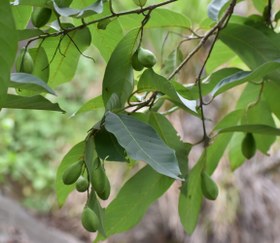 تصویر گیاه دارویی هلیله سیاه Terminalia chebula 