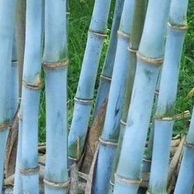تصویر بذر بامبو آبی 2 عددی 