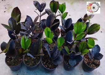 تصویر پک ۱۰ عددی زاموفیلیا سوپربلک 