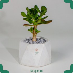 تصویر کراسولا در گلدان بتنی 