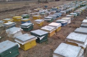 تصویر فروش کندو زنبور عسل ۳ تا ۵ قاب نژاد کارنیکا سری a 