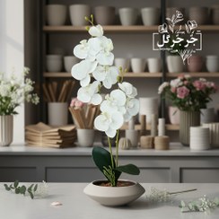 تصویر گل ارکیده دو بازو 