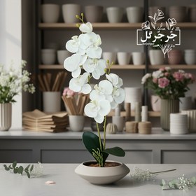 تصویر گل ارکیده دو بازو 